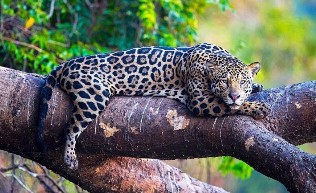 onca-pintada-foto-octavio-campos-salles01