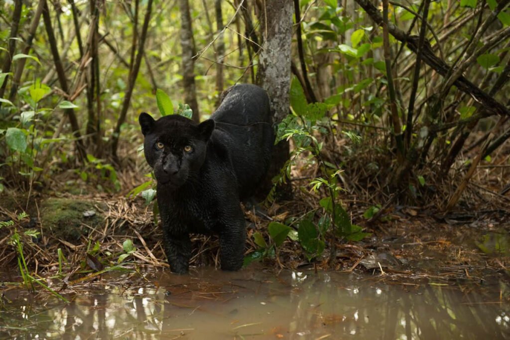 onca-pintada-foto-octavio-campos-salles02