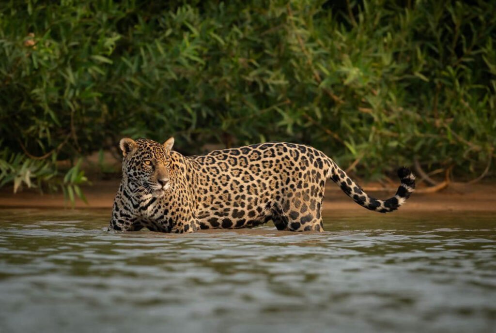 onca-pintada-foto-octavio-campos-salles03