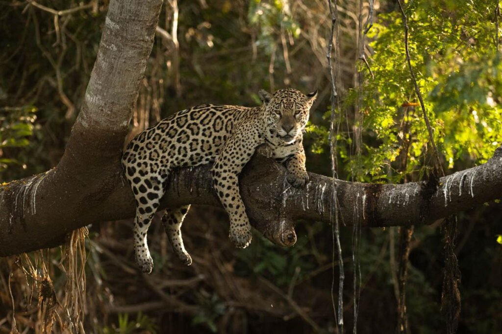 onca-pintada-foto-octavio-campos-salles04