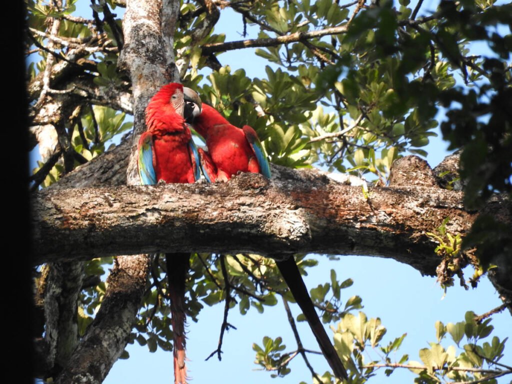 pesquisa-floresta-fotos-fernanda-michalski-02