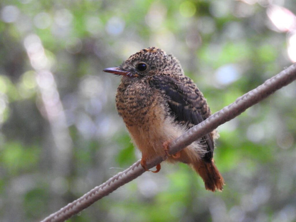 pesquisa-floresta-fotos-fernanda-michalski-03