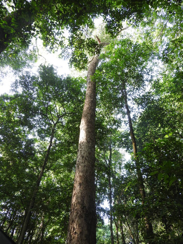 pesquisa-floresta-fotos-fernanda-michalski-13