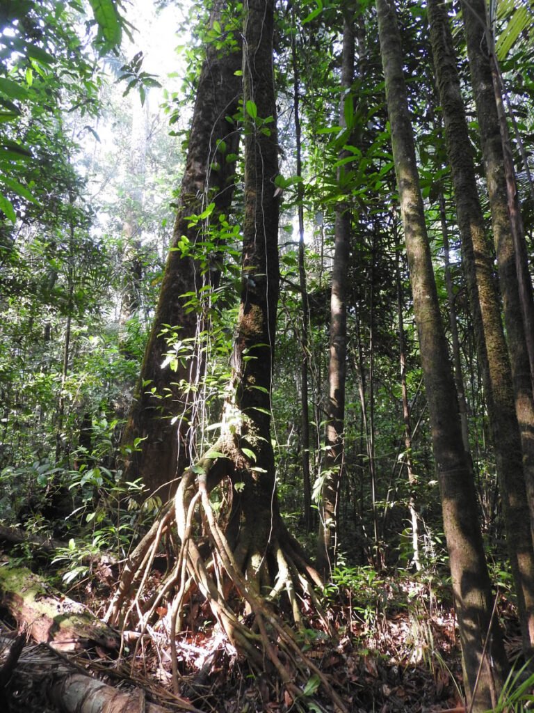 pesquisa-floresta-fotos-fernanda-michalski-14